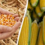 Η καλύτερη περίοδος για τη σπορά αραβοσίτου το 2025: μην