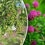 Και δεν χρειάζεστε πρόγνωση του καιρού: ποια φυτά προβλέπουν τη