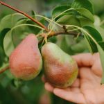 Πώς να κλαδέψετε σωστά μια αχλαδιά για να έχετε μια