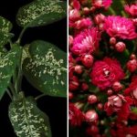 Τρία φυτά εσωτερικού χώρου που προσελκύουν παράσιτα στο σπίτι σας