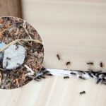 Αντίο, ενοχλητικά παράσιτα: πώς να απαλλαγείτε από τα μυρμήγκια μια