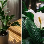 Ποιο φυτό είναι πιο εύκολο να αναπτυχθεί στο σπίτι: εύκολες